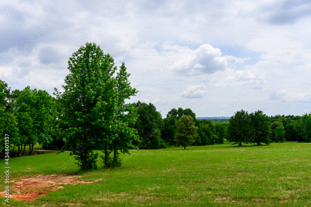 Semi Open Field With Trees-1104