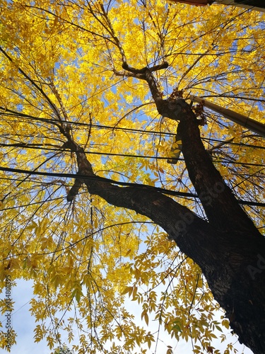 autumn in the park
