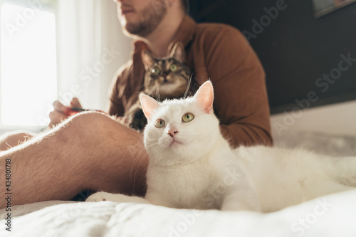 Cats spending time with their owner and looking at the tv while man is playing