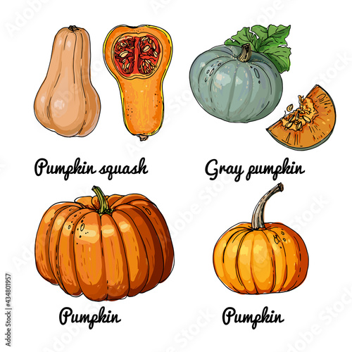 Vector food icons of vegetables. Colored sketch of food products. Pumpkin, gray pumpkin, squash pumpkin, halloween pumpkin