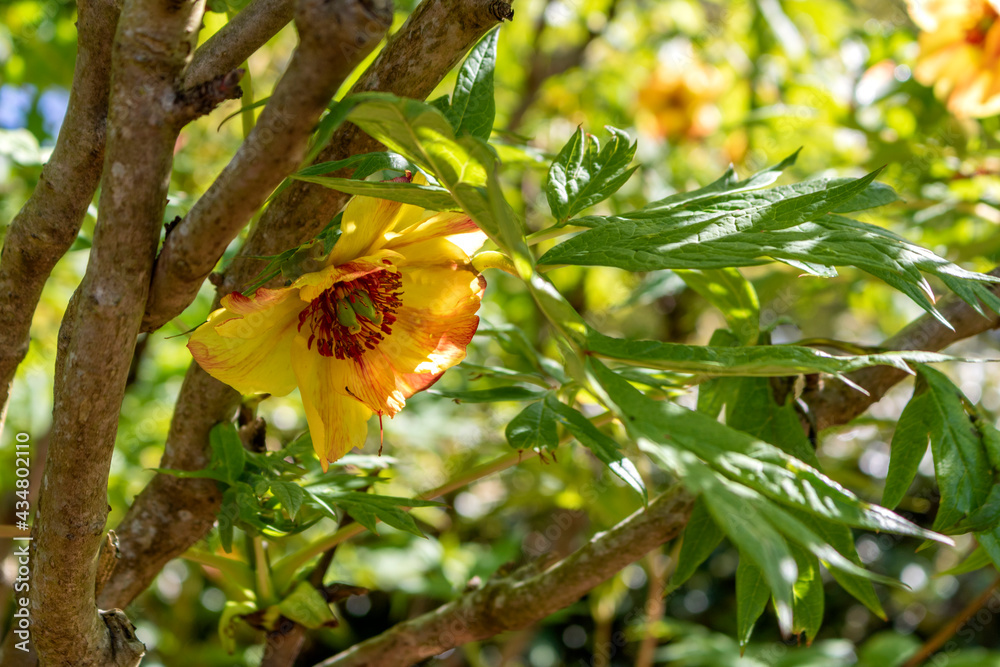 Paeonia delavayi Flower orange close-up Paeonia delavayi Flower orange close-up