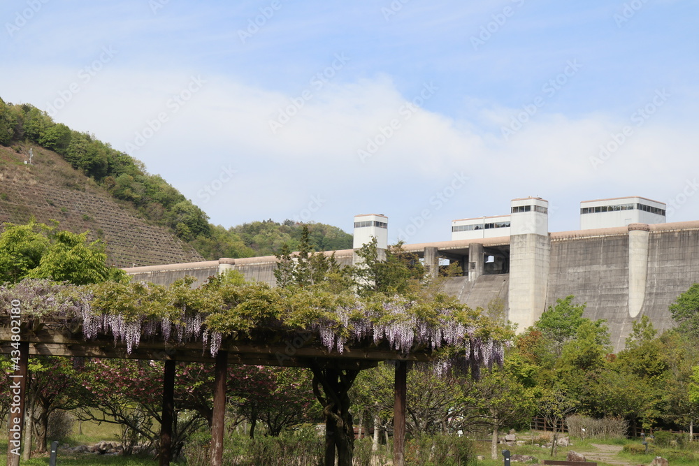 Fototapeta premium ダムと藤の花