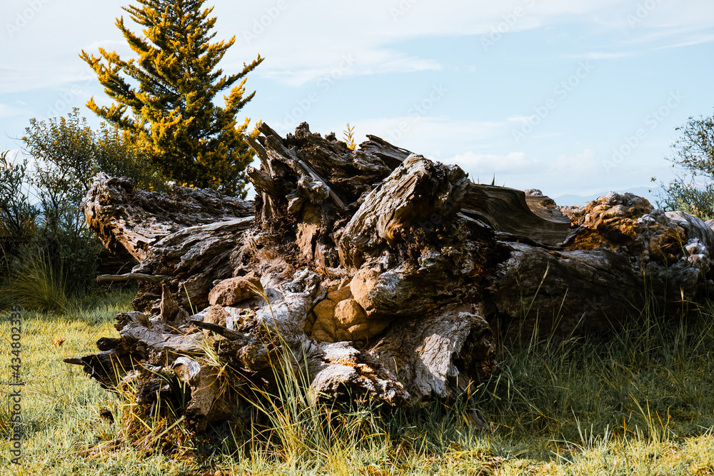 tree in the forest