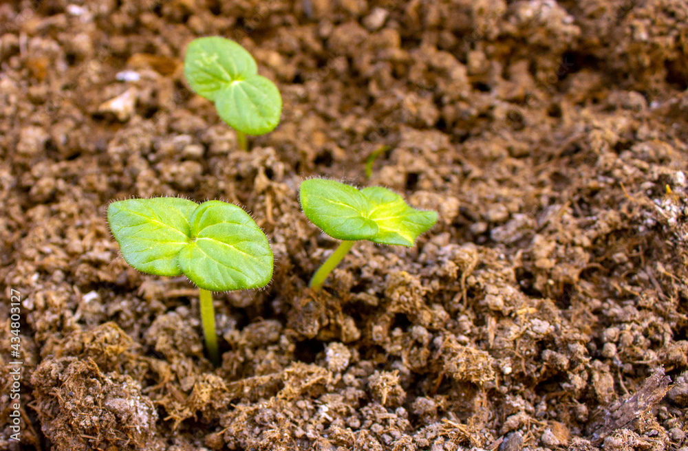 Young herbal okra plants growing. Home grown okra. The hobby of growing plants at home. Young herbal okra plants growing. Home grown okra. The hobby of growing plants at home.