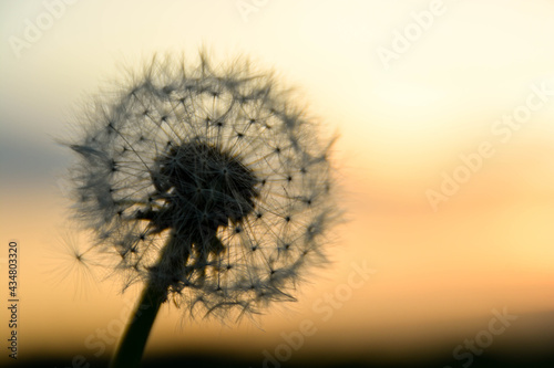 Pusteblume   dandelion im Sonnenuntergang