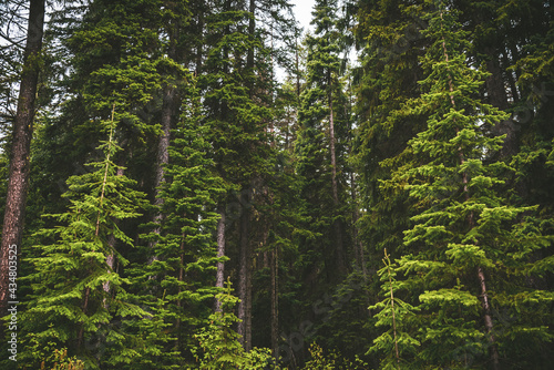 Fototapeta Naklejka Na Ścianę i Meble -  Mountain pine tree evergreen coniferous forest in the mountains of the Okanagan Valley