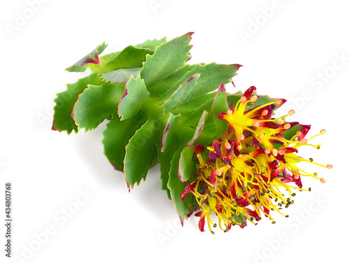 Closeup on Rhodiola Rosea Medicinal Flower. Also Known as Golden Root, Rose Root, Roseroot, Aaron's Rod, Arctic Root, King's Crown, Lignum Rhodium, Orpin Rose. Isolated on White.