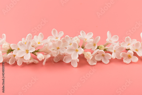 Fototapeta Naklejka Na Ścianę i Meble -  beautiful blooming white lilac flowers. Macro photo. Blossoming common Syringa vulgaris lilacs bush white cultivar.
