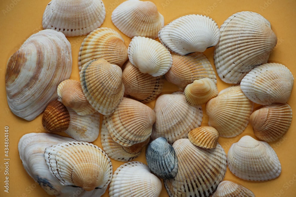 Seashells of different colors for background, studio shoot