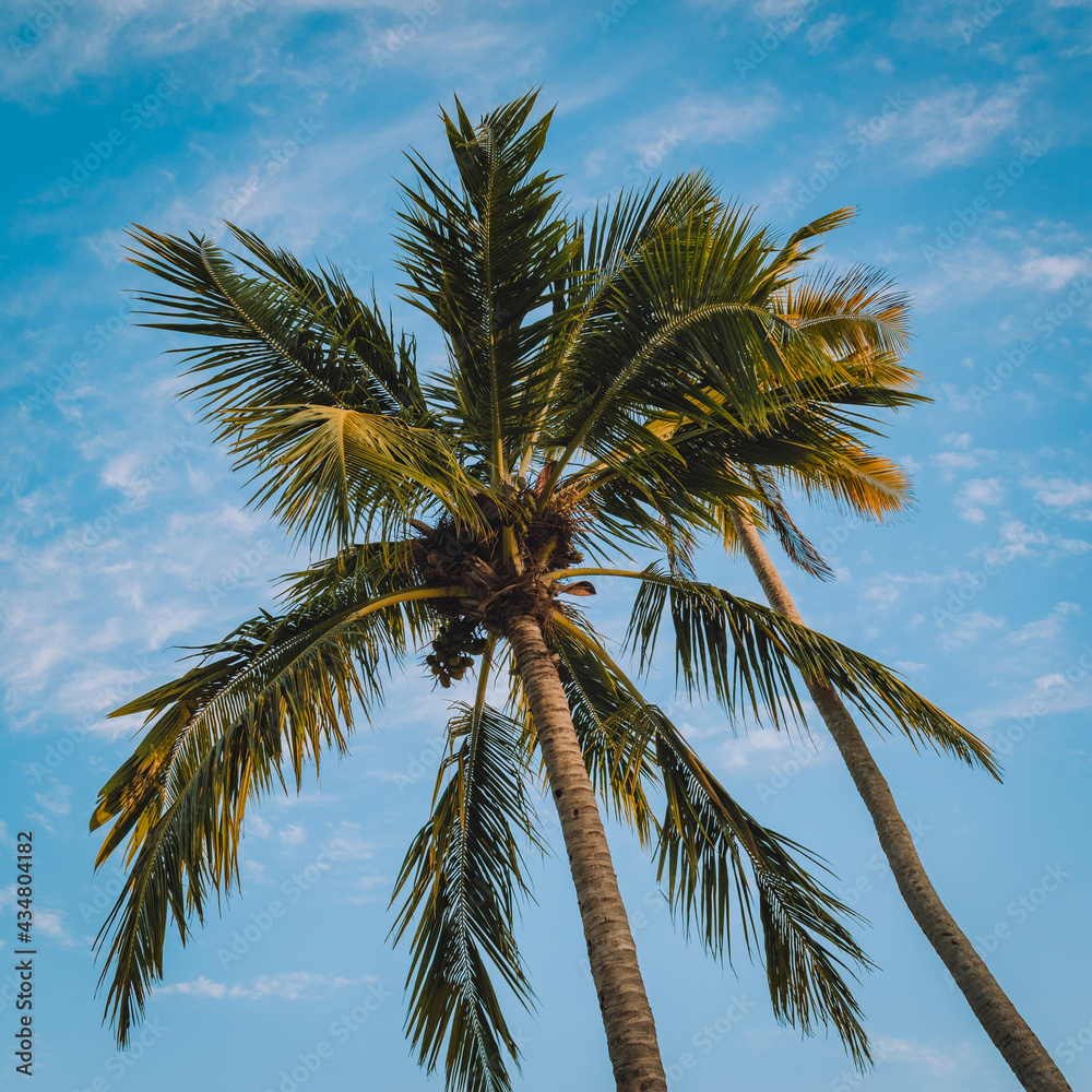 Obraz premium coconut trees