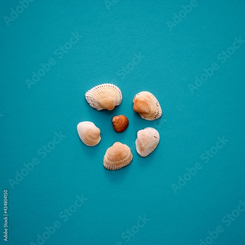Nice seashells isolated on studio turquoise background © Elena