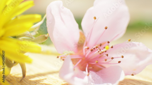 Fototapeta Naklejka Na Ścianę i Meble -  spring flowers fruit trees close up background