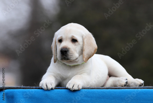 the yellow labrador puppy on the blue