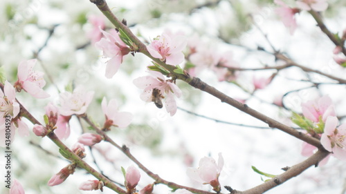 cherry blossom pink flower closeup