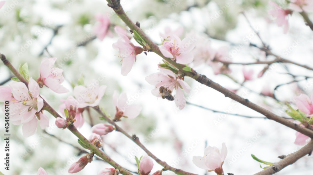 spring flowers fruit trees close up background spring flowers fruit trees close up background