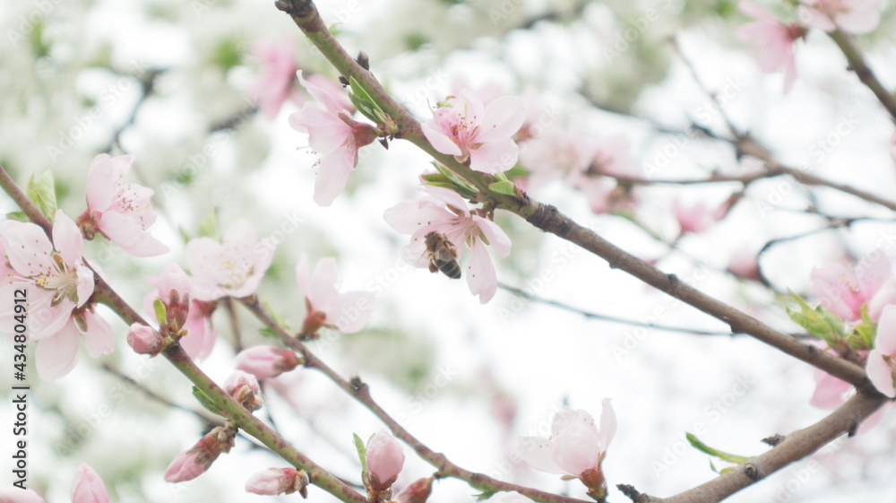 spring flowers fruit trees close up background