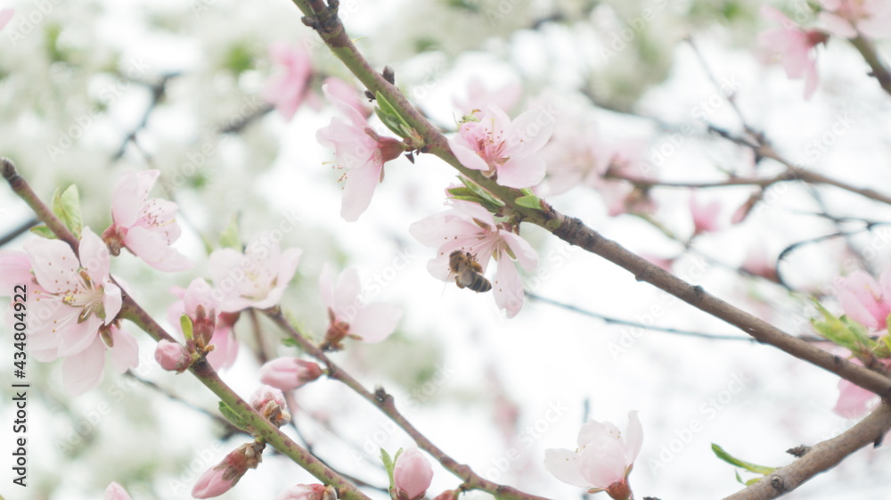 spring flowers fruit trees close up background spring flowers fruit trees close up background