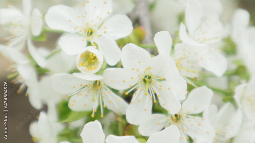 spring flowers fruit trees close up background spring flowers fruit trees close up background