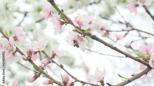 spring flowers fruit trees close up background