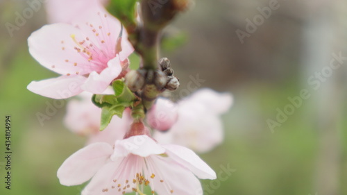 spring flowers fruit trees close up background