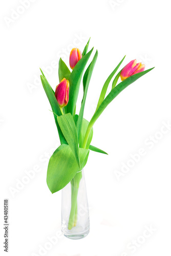 tulips in a glass vase on a white background