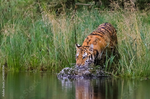 Siberian tiger, Panthera Tigris Altaica, hunts in a lake amid a green grass. Top predator in a natural environment.