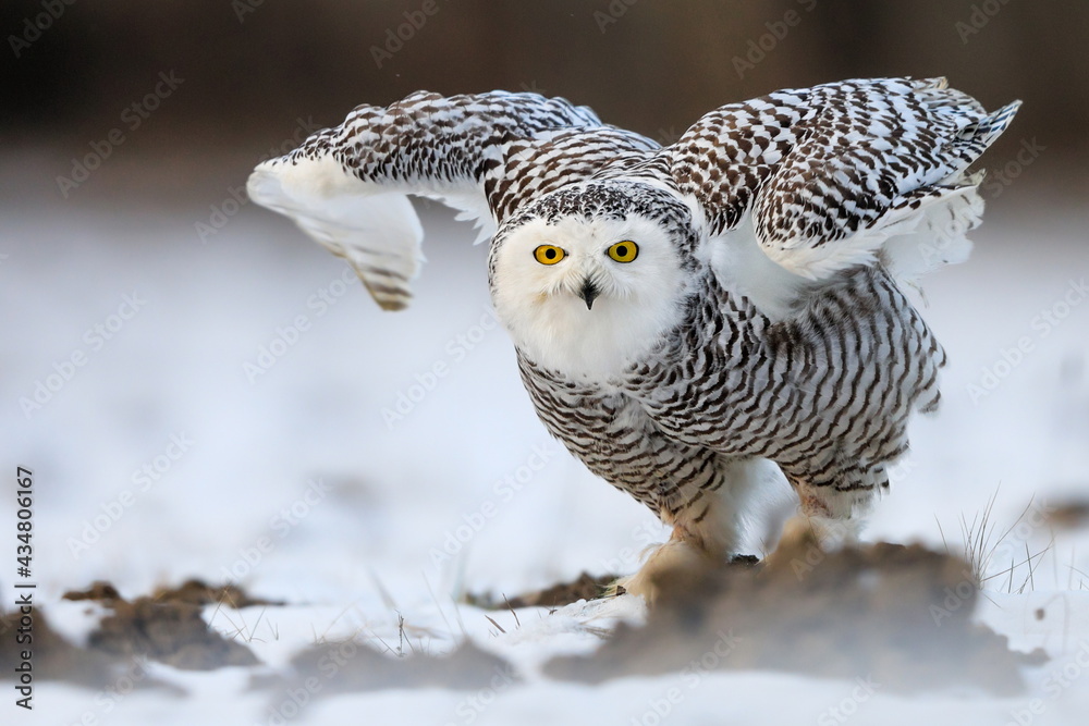 Obraz premium Close-up portrait of a great strong white owl with huge yellow eyes. Snowy Owl, Bubo scandiacus.