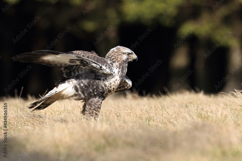 Obraz premium Close-up photo of buzzard. Rough-legged Buzzard, Buteo lagopus.