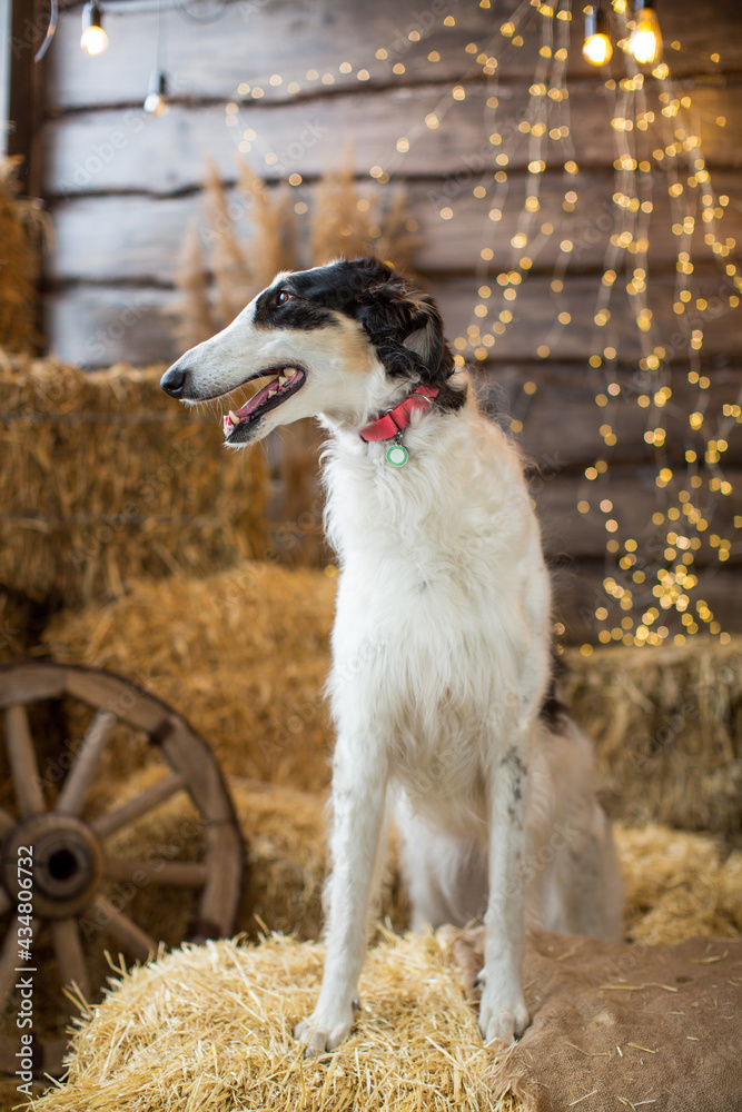 Portrait of a black and white Russian greyhound sitting on bales of straw on a wooden background with garlands and a cart wheel Portrait of a black and white Russian greyhound sitting on bales of straw on a wooden background with garlands and a cart wheel