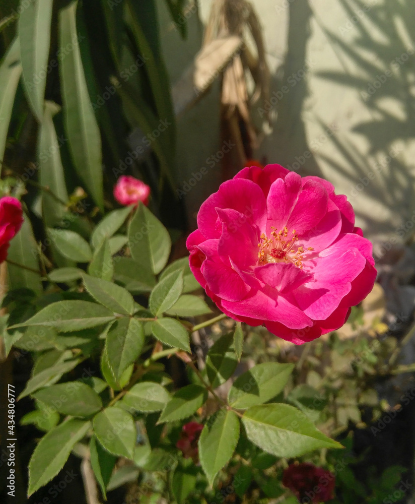 pink rose bush in the garden, nature photography