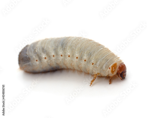 One beetle larva.