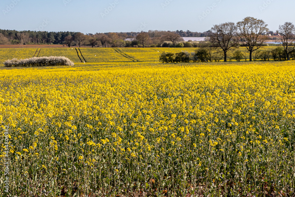A view of a farm field planted with rapeseed crop which is bright yellow bloom. Bio-fuel, bio-diesel