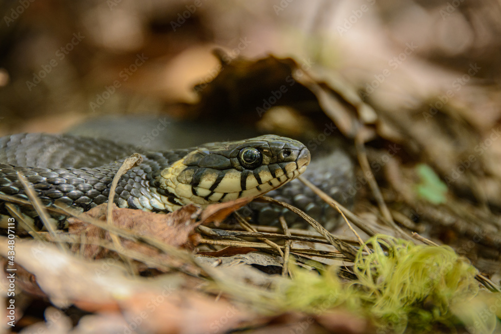 Naklejka premium The snake is already crawling in the forest