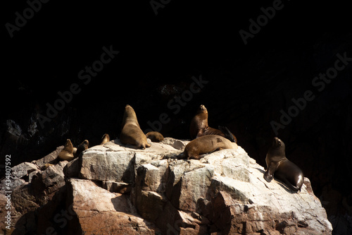 Leones marinos en una roca tomando el sol.