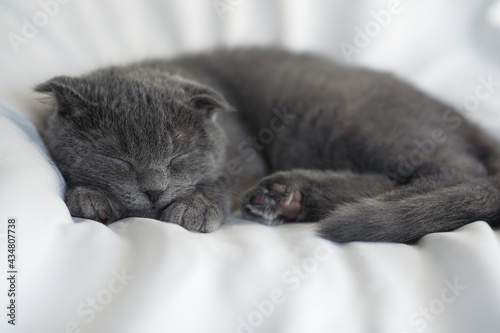 Little cute grey scotish kitty sleeping on the white bed.