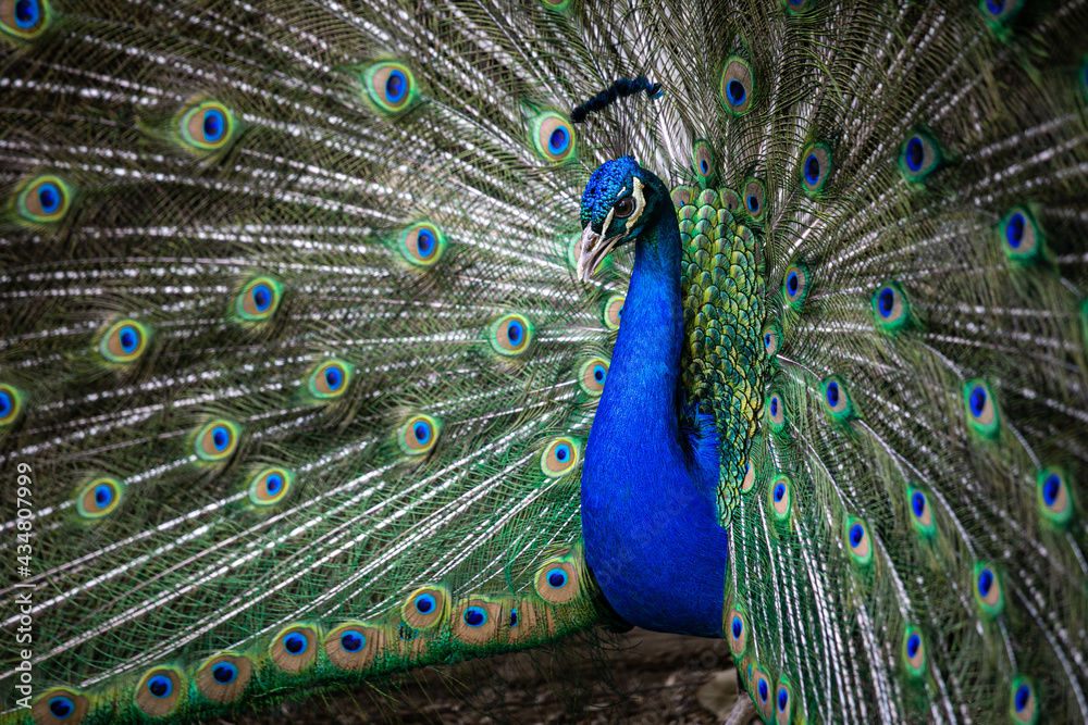 Obraz premium Pavo Real 