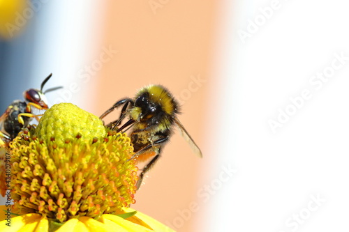 Bee on dandelion © Calvin
