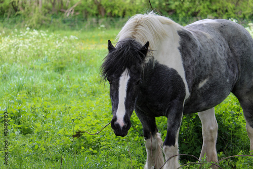 Hungry Horse Eating Branch