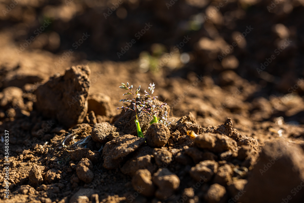 A small sapling sprouting through thick soil on a farm field, growth concept A small sapling sprouting through thick soil on a farm field, growth concept