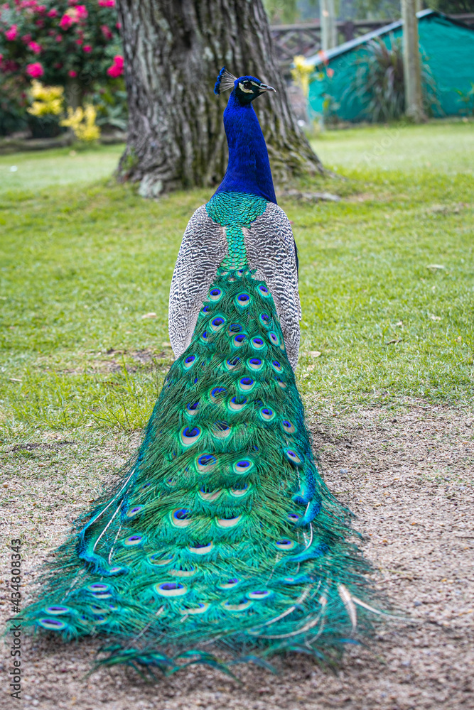 Obraz premium Pavo Real dorso