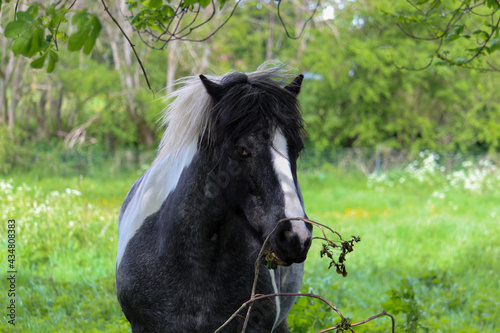 Horse Looking Into Lens And Eating