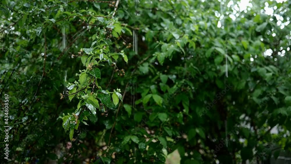 Rain storm on spring day at lush foliage tree plants leaf background. Falling raindrops water on green leaves on bush. Rain jets on park or garden. Selective focus. Slow motion. Close-up. Rain storm on spring day at lush foliage tree plants leaf background. Falling raindrops water on green leaves on bush. Rain jets on park or garden. Selective focus. Slow motion. Close-up.