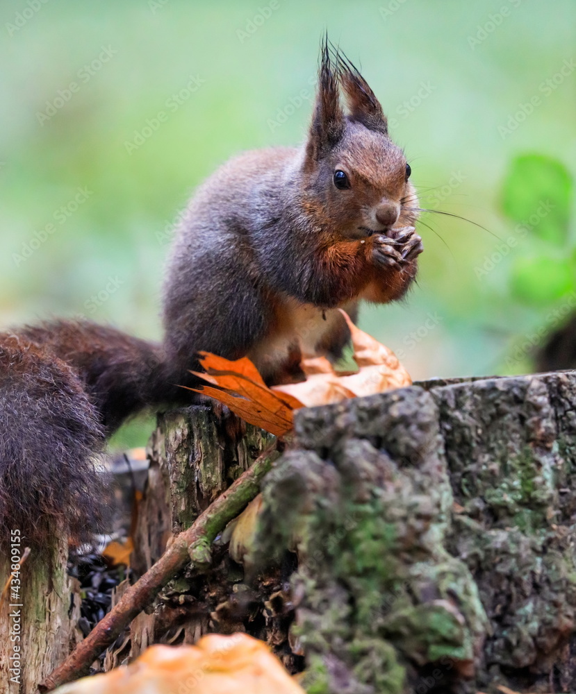 Obraz premium Close-up portrait of red squirrel in natural environment. Eurasian red squirrel, Sciurus vulgaris.