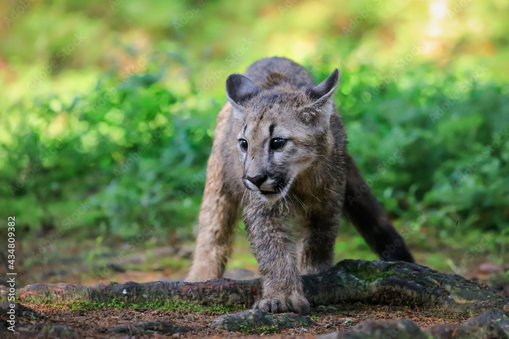 Obraz premium A very young cute male cougar on a reconnaissance expedition in its natural habitat. Known also as puma, mountain lion, red tiger and catamount. Puma concolor.