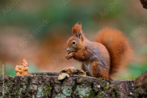 Close-up portrait of red squirrel in natural environment. Eurasian red squirrel, Sciurus vulgaris.