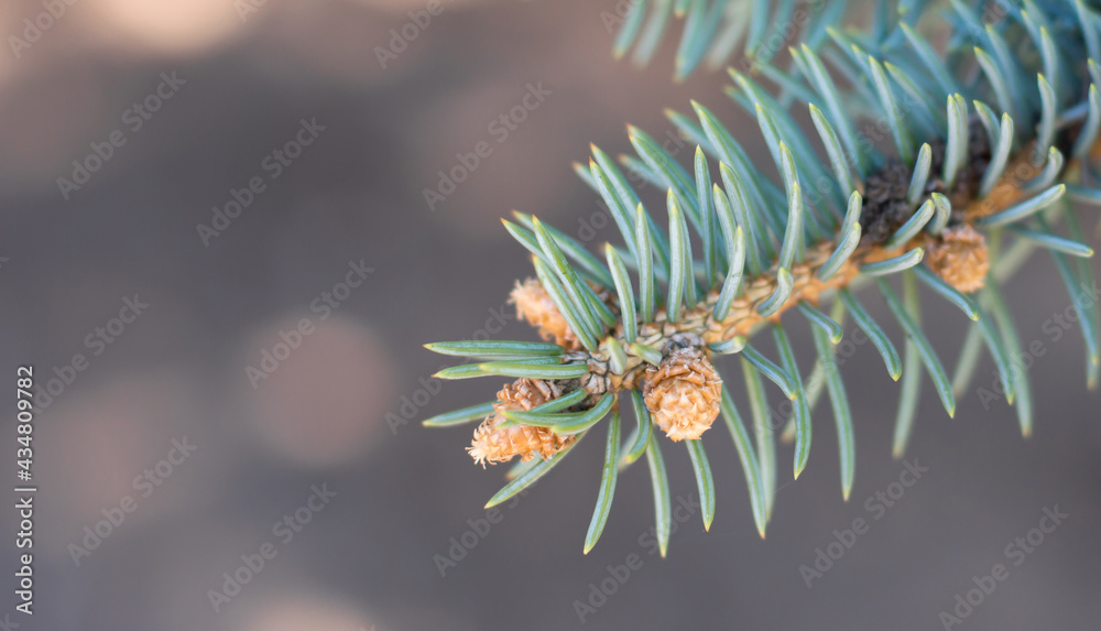 Blue spruce in the forest, Background and textures