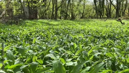 Woodland Carpet of Wild Garlic