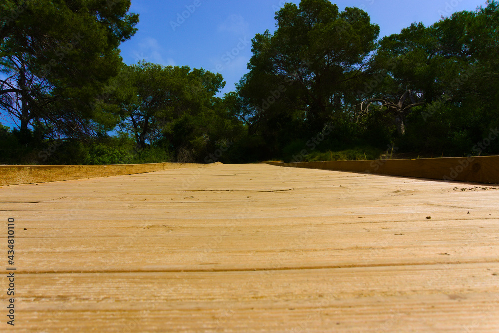 Fototapeta premium La Devesa del Saler, Albufera de Valencia