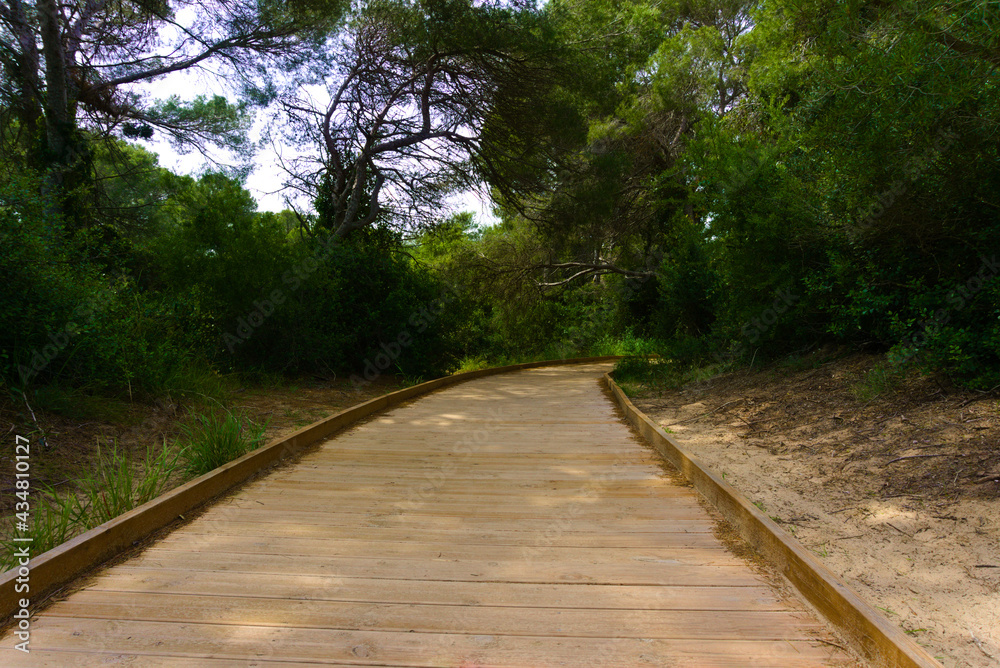 Fototapeta premium La Devesa del Saler, Albufera de Valencia