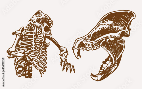 Graphical vintage skeleton of bear and skull ,fossils	